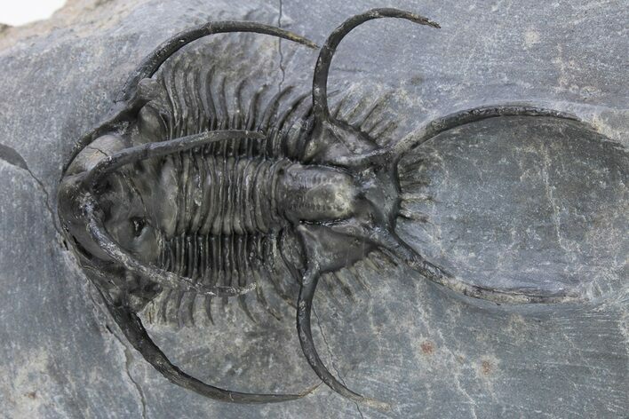 Spiny Ceratarges Trilobite - Very Large Specimen #222348